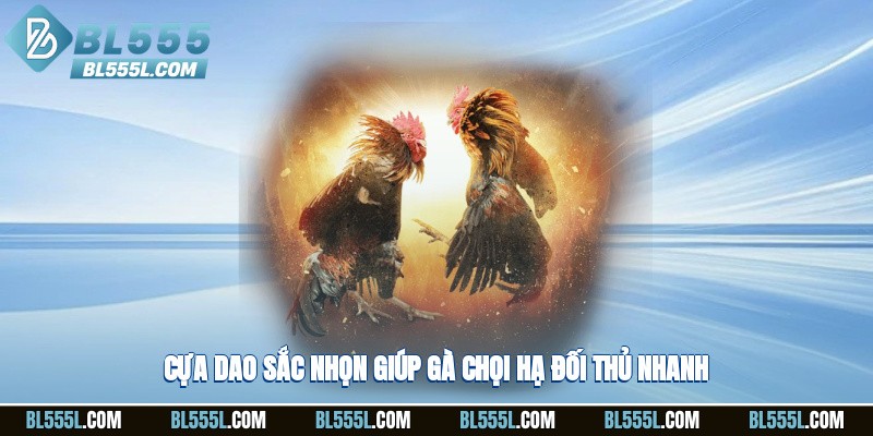 Cựa dao sắc nhọn giúp gà chọi hạ đối thủ nhanh